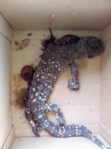 Heloderma exasperatum