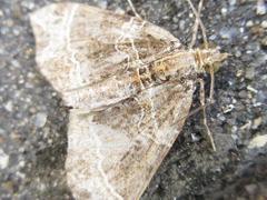 Ecliptopera umbrosaria