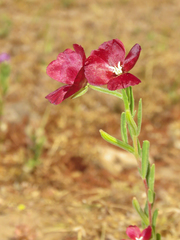 Clarkia tenella