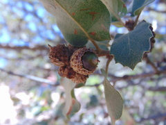 Quercus chihuahuensis