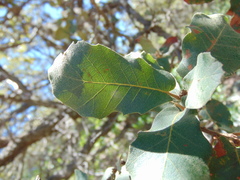 Quercus chihuahuensis
