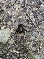 Geotrupes splendidus