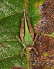 Scaria