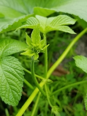 Humulus scandens
