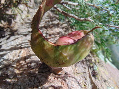 Painteria elachistophylla