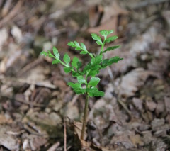 Sceptridium multifidum