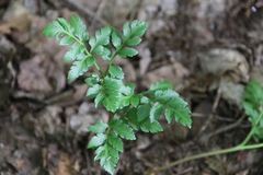 Sceptridium multifidum