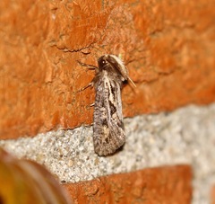 Acrolophus popeanella