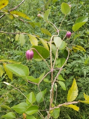 Clematis viorna
