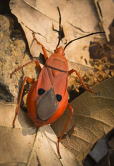 Probergrothius nigricornis