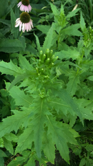 Erechtites hieraciifolius