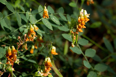 Lathyrus sulphureus