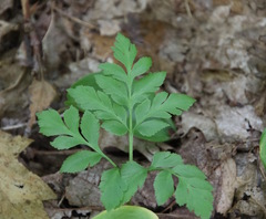 Sceptridium multifidum