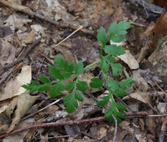 Sceptridium multifidum