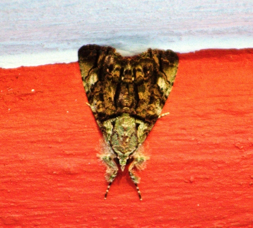 Neophaenis boucheri