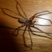 Giant House Spider - Photo (c) Burkhard, some rights reserved (CC BY-NC-SA)