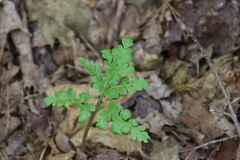 Sceptridium multifidum