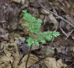 Sceptridium multifidum