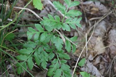 Sceptridium multifidum