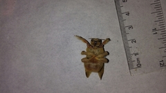 Xylocopa griswoldi