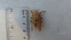 Xylocopa griswoldi