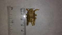 Xylocopa griswoldi