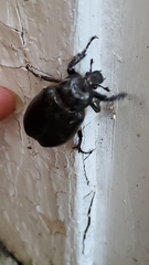 Osmoderma eremicola