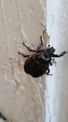 Osmoderma eremicola