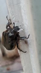 Osmoderma eremicola
