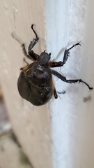 Osmoderma eremicola