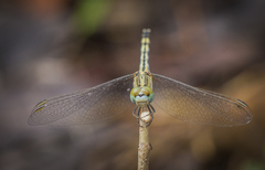 Diplacodes trivialis