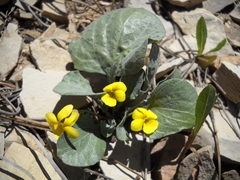 Viola charlestonensis