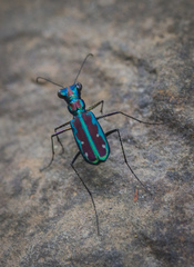 Jansenia azureocincta