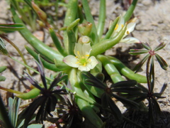 Phemeranthus napiformis