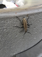 Epicauta atrivittata