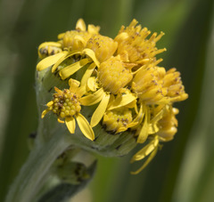Senecio scorzonella
