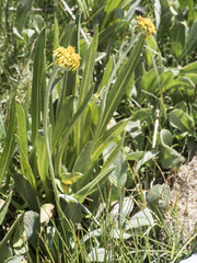 Senecio scorzonella