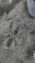 Colaptes auratus