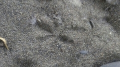 Colaptes auratus