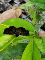 Cycloglypha thrasibulus thrasibulus