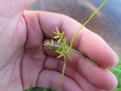 Cyperus filicinus