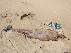 Phocoena phocoena phocoena