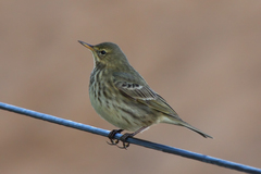 Eurasian Rock Pipit photo 2