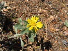 Heterotheca resinolens