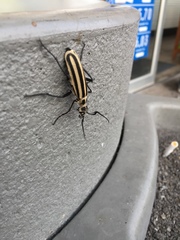 Epicauta atrivittata