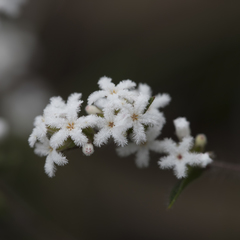 Leucopogon concurvus