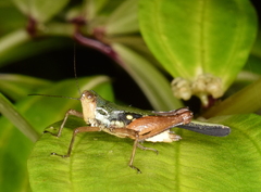 Scaria