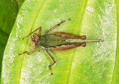 Scaria