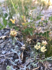 Chaenactis douglasii douglasii