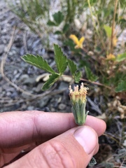 Chaenactis douglasii douglasii